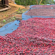 Load image into Gallery viewer, Finca Choque Filter 250g