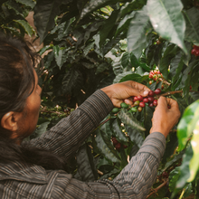 Load image into Gallery viewer, Arcangel Espresso 250g