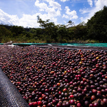 Load image into Gallery viewer, Elida Estate Loma Centro | Geisha Natural | Filter 45g expedition coffee Pablo &amp; Rusty&#39;s
