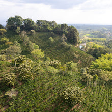 Load image into Gallery viewer, La Divisa | Anaerobic Natural I Gesha I Filter 45g