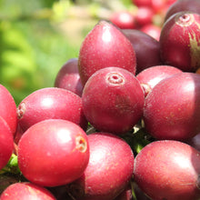 Load image into Gallery viewer, Las Botijas I Geisha I Washed I Espresso 45g