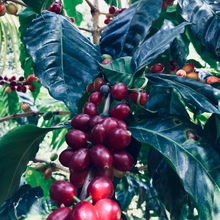 Load image into Gallery viewer, El Morito | Anacafe-14 Washed | Espresso 45g Expedition Coffee Pablo & Rusty's