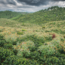 Load image into Gallery viewer, Santa Isabel Estate 1kg
