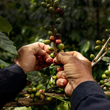 Load image into Gallery viewer, Villa Betulia Espresso 250g
