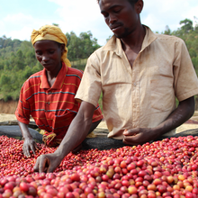 Load image into Gallery viewer, Yandaro Espresso 250g