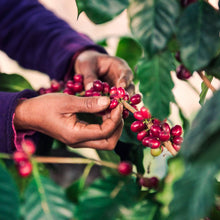 Load image into Gallery viewer, Expedition Pack - Pablo & Rusty's