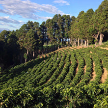 Load image into Gallery viewer, Costa Rica | Volcan Azul | Geisha | Warm Anaerobic | Espresso - Pablo & Rusty's