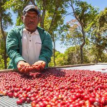 Load image into Gallery viewer, Finca Deborah CM | Geisha Washed | Filter 45g Expedition Coffee Pablo & Rusty's