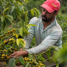 Load image into Gallery viewer, Brazil Mountain Water Decaf Espresso 250g
