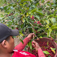 Load image into Gallery viewer, Iris Estate | Geisha | NG Natural I Filter 45g
