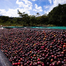 Load image into Gallery viewer, Elida Estate Loma Centro | Geisha Natural | Filter 45g expedition coffee Pablo &amp; Rusty&#39;s
