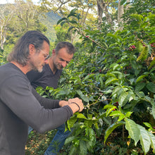 Load image into Gallery viewer, Iris Estate | Geisha | NG Natural I Filter 45g
