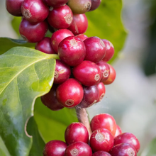 Load image into Gallery viewer, Yandaro Espresso 1kg

