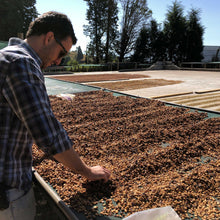 Load image into Gallery viewer, Costa Rica | Volcan Azul | Geisha | Yellow Honey | Espresso 45g Expedition Coffee Pablo &amp; Rusty&#39;s
