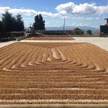 Load image into Gallery viewer, Costa Rica | Volcan Azul | Geisha | Natural Reserve | Filter - Pablo &amp; Rusty's 
